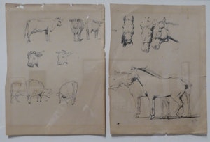 Untitled [Drawings of Horses and Cows] image